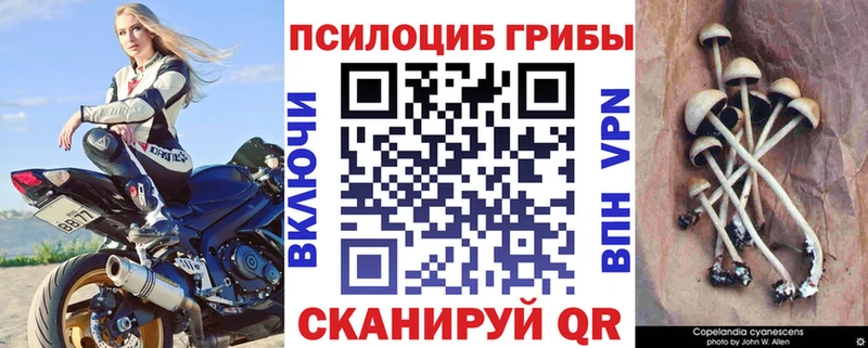 Псилоцибиновые грибы Psilocybine cubensis Мостовской